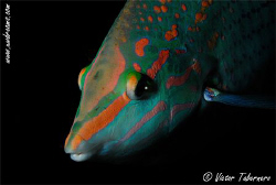 Guapeton fish by Victor Tabernero 